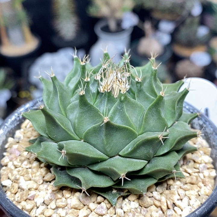 实生帝冠75号6.3cm