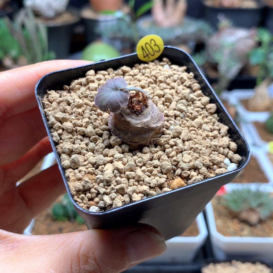 肾叶杨葵带盆403母本