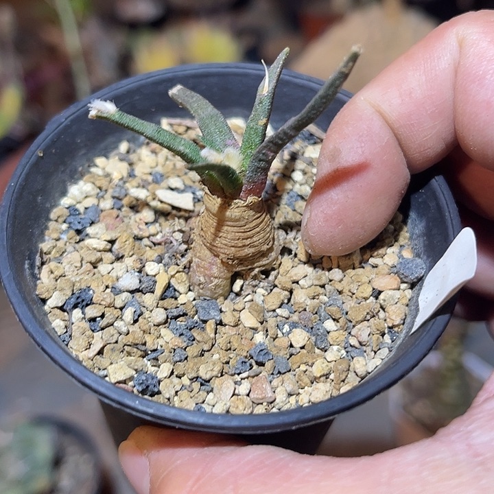 满38包邮2天凑单，脱土晾根发货多肉植物实生龙舌兰牡丹