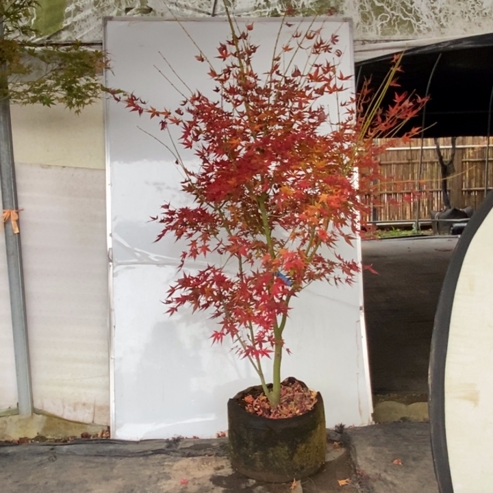 完全开放茜空直播间一物一拍