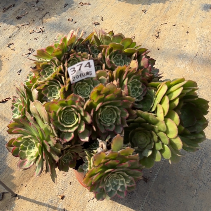 莲花……多肉植物……