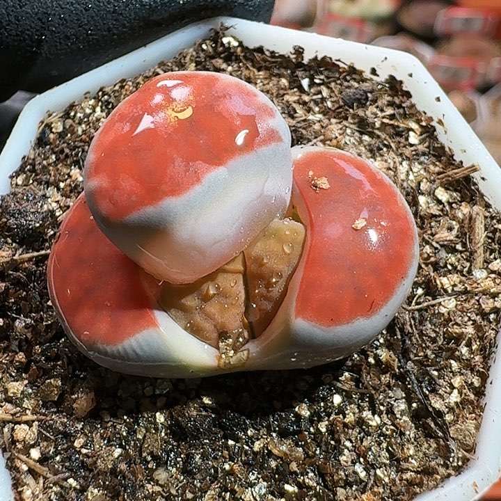 生石花等111111。 595
