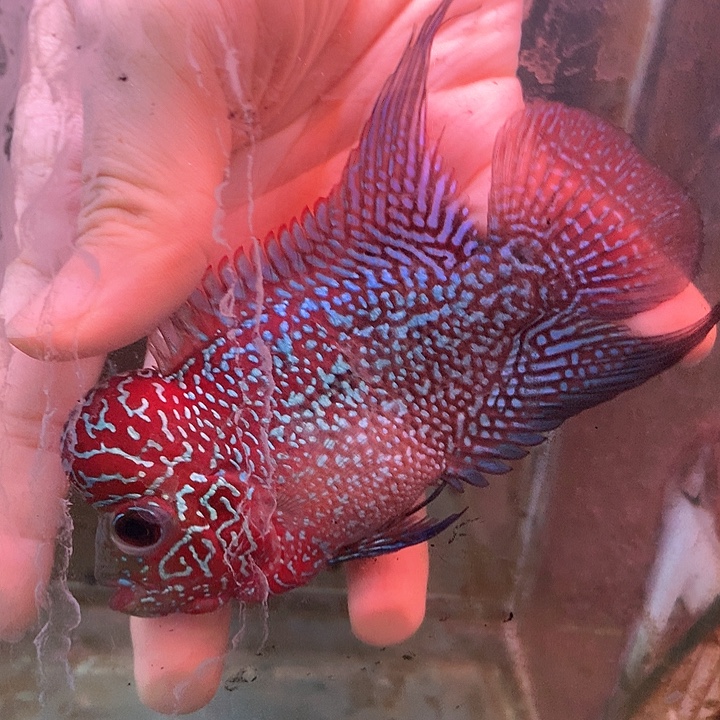 罗汉鱼888888888888888888