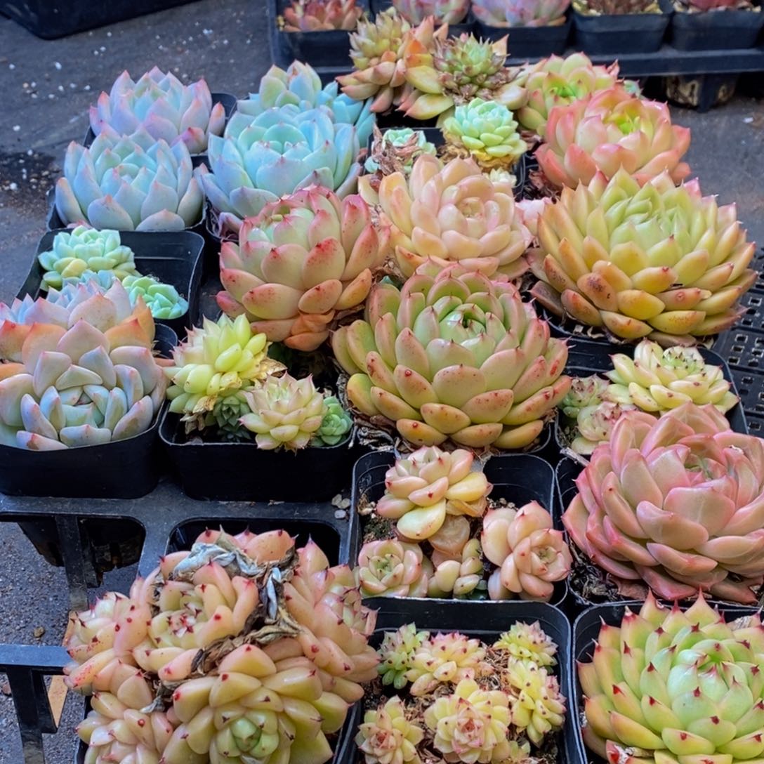 470多肉植物保护研究所所长的