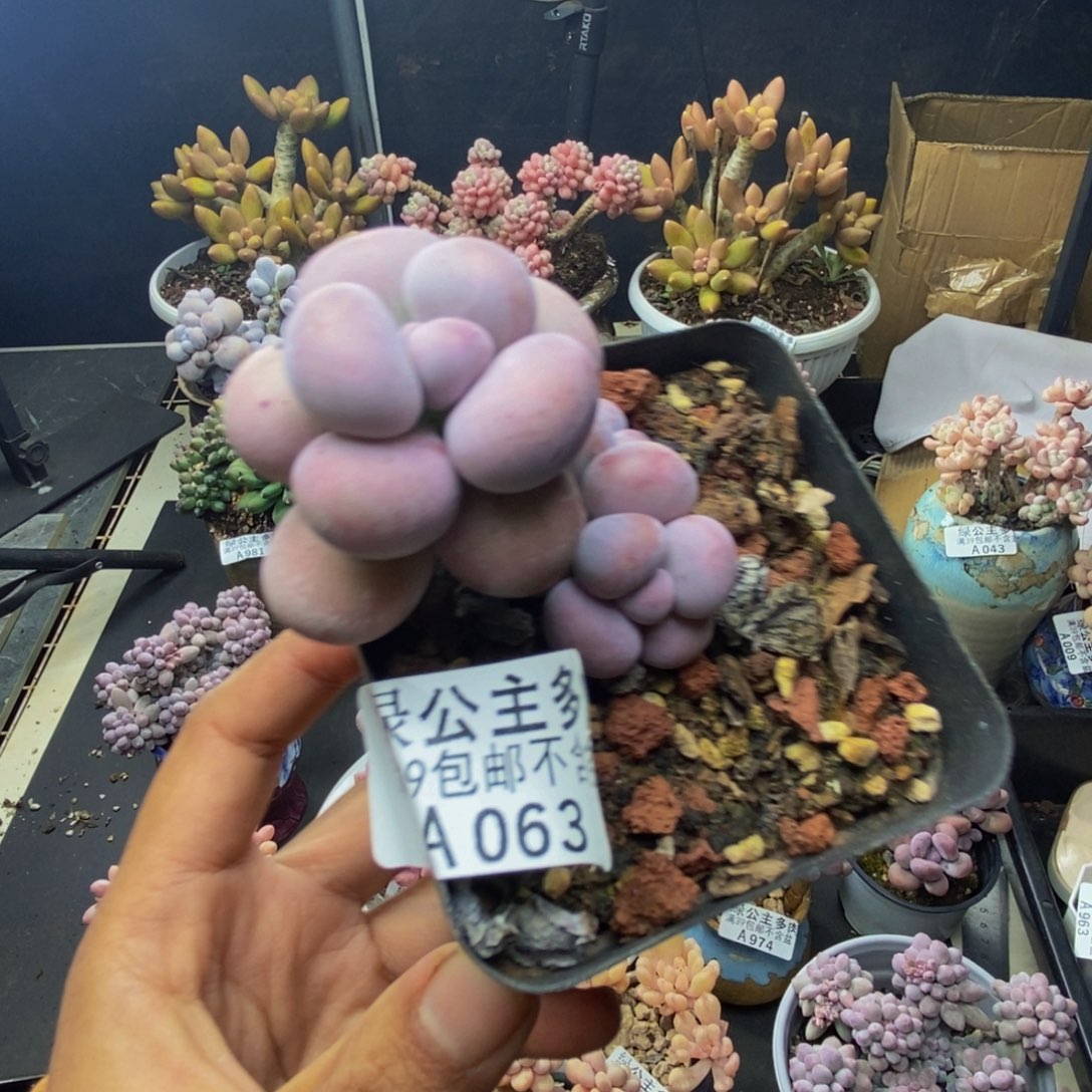 063芭比奶多肉4c m