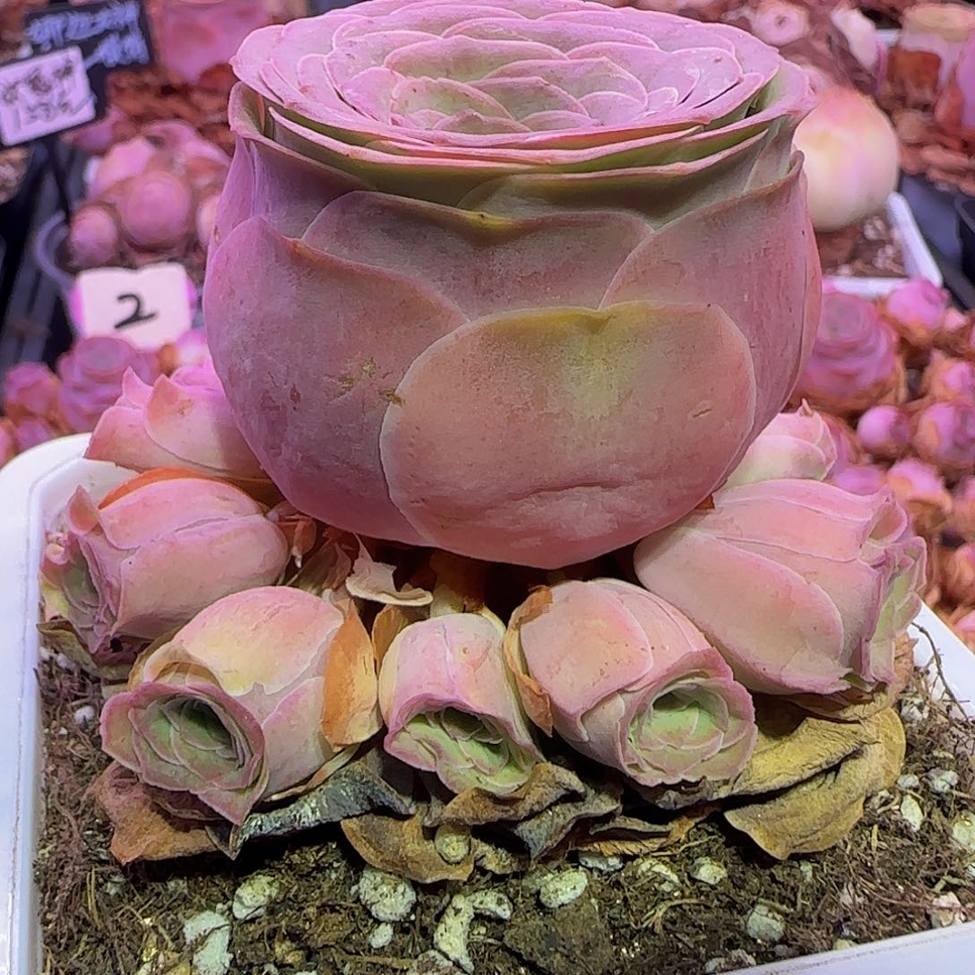 妃子笑 非偏远包邮玻璃心慎拍