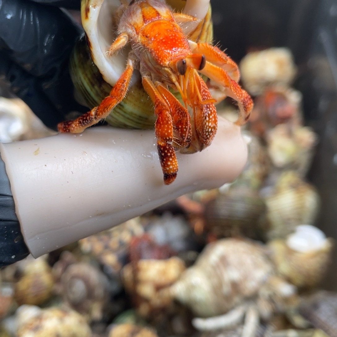 不退不换活体宠物77