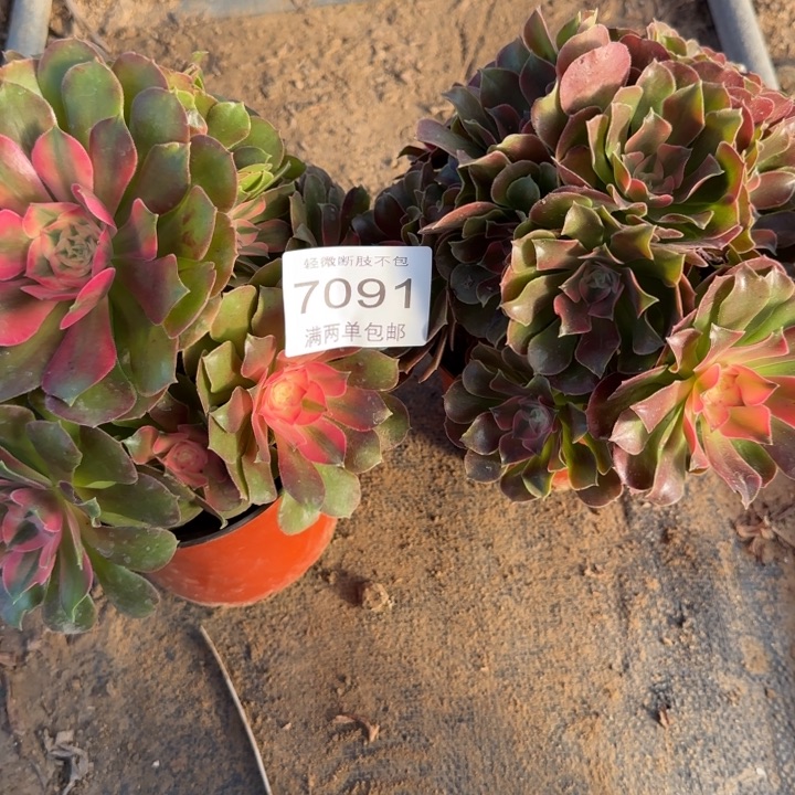 三****7091香妃组合多肉植物