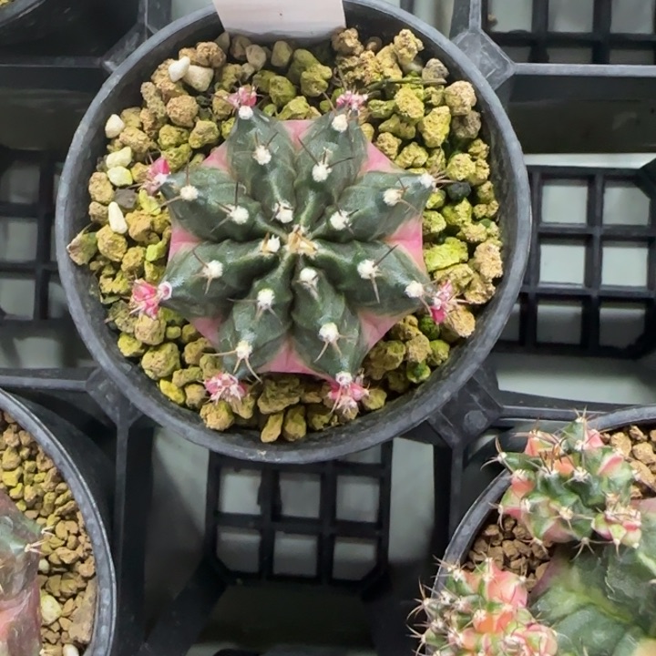 65-0210蓝莓脱土发多肉