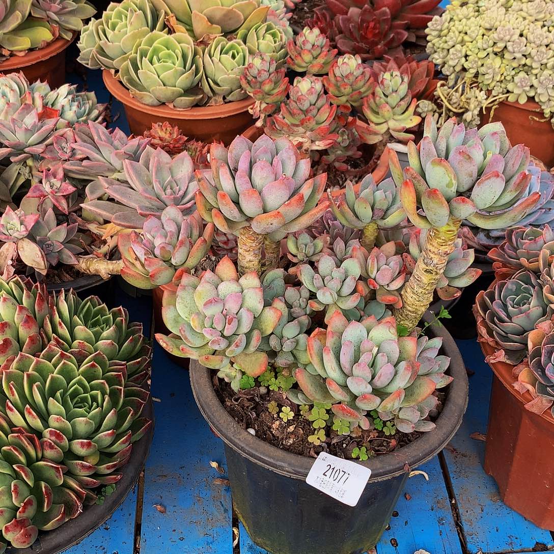 不***弃     灰姑娘多肉21077