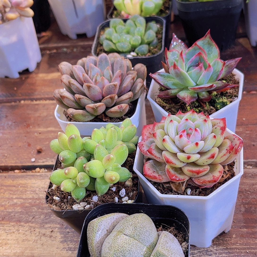 如图5盆带盆土1111111111