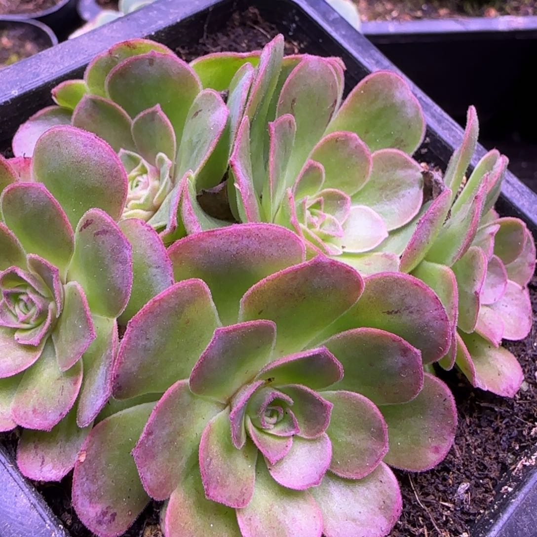 8厘米玉屏玫瑰花球12424242