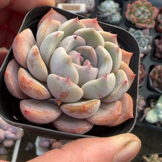 157夜莺多肉植物多