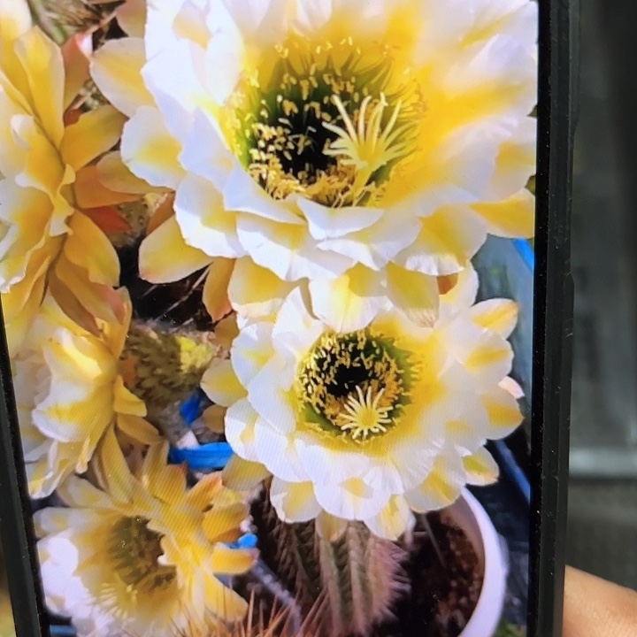 六月五毛侧牙20包邮仙人球25