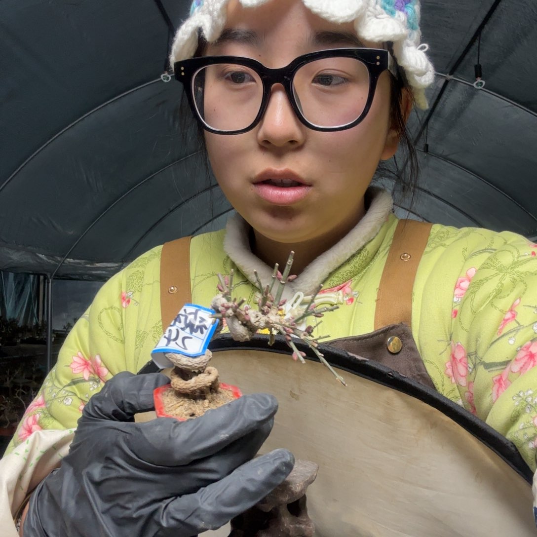 顽*迎春花盆景盆栽