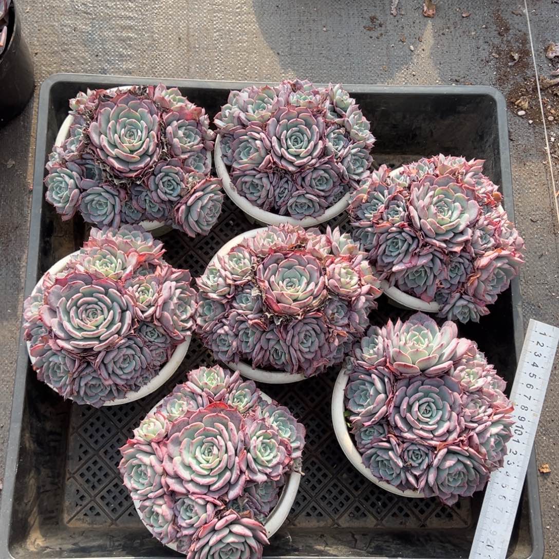 劳伦斯，图中任意一颗，尺寸14