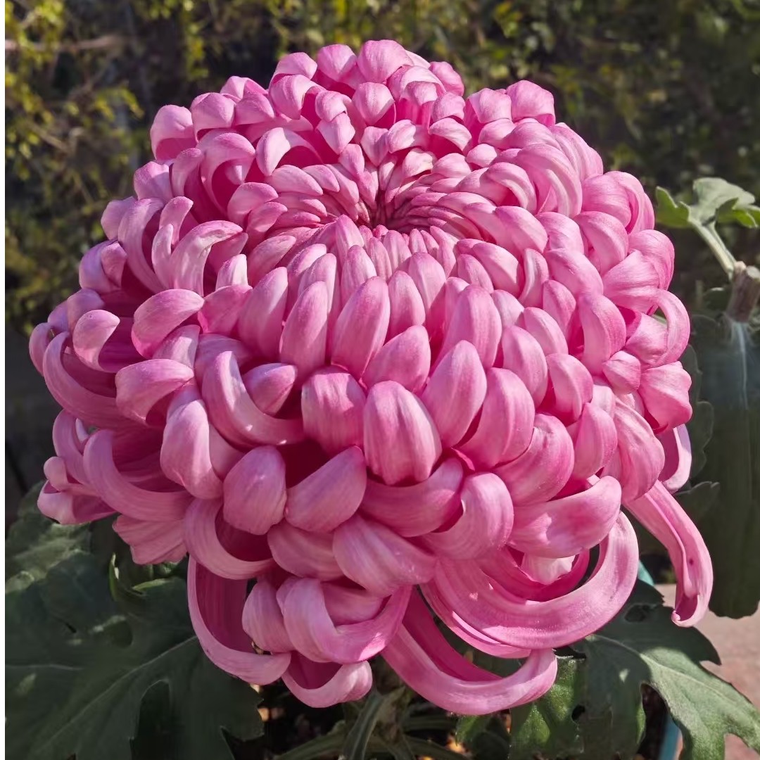 九月大菊(紫国华）带花苞发货