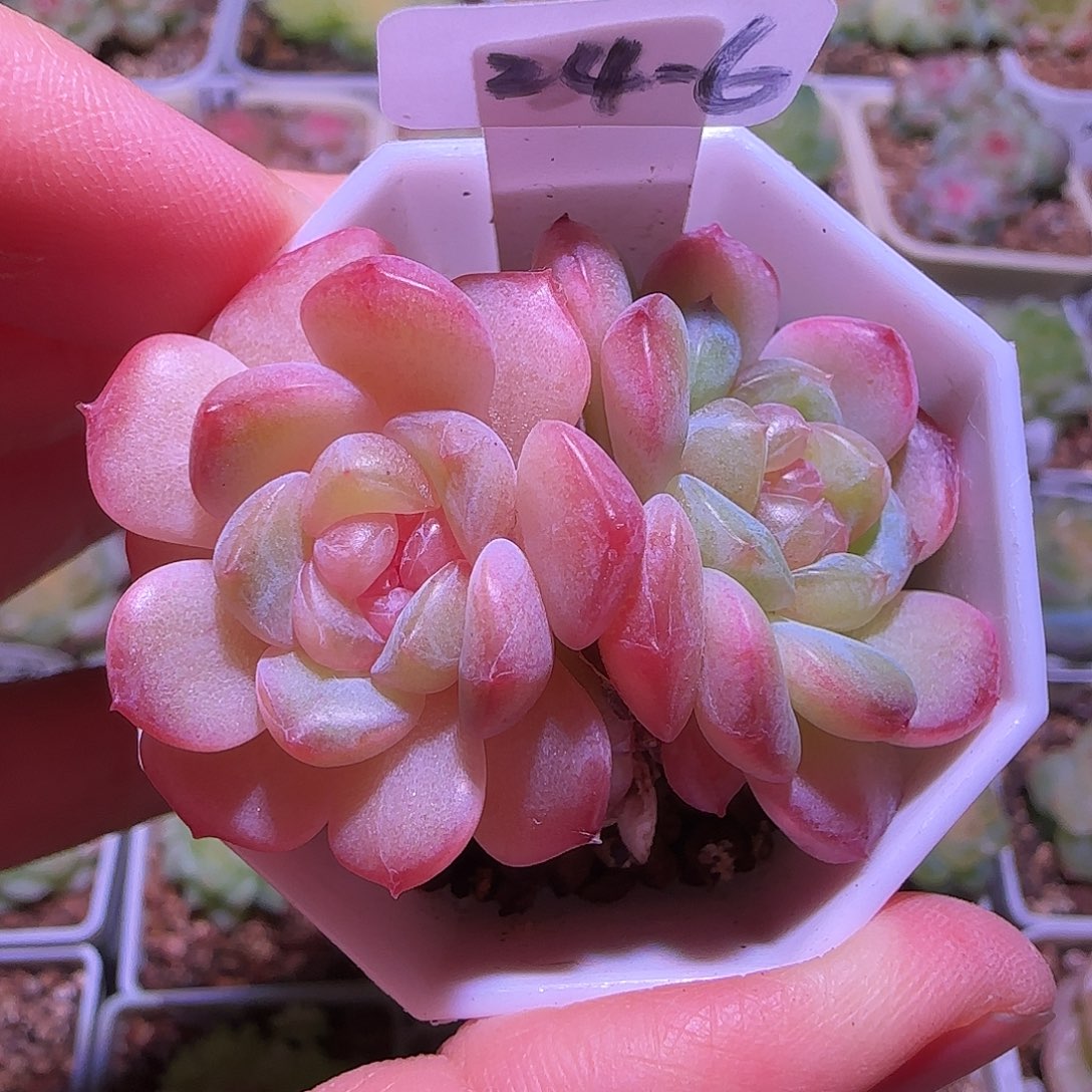 24-6福利紫烟双头