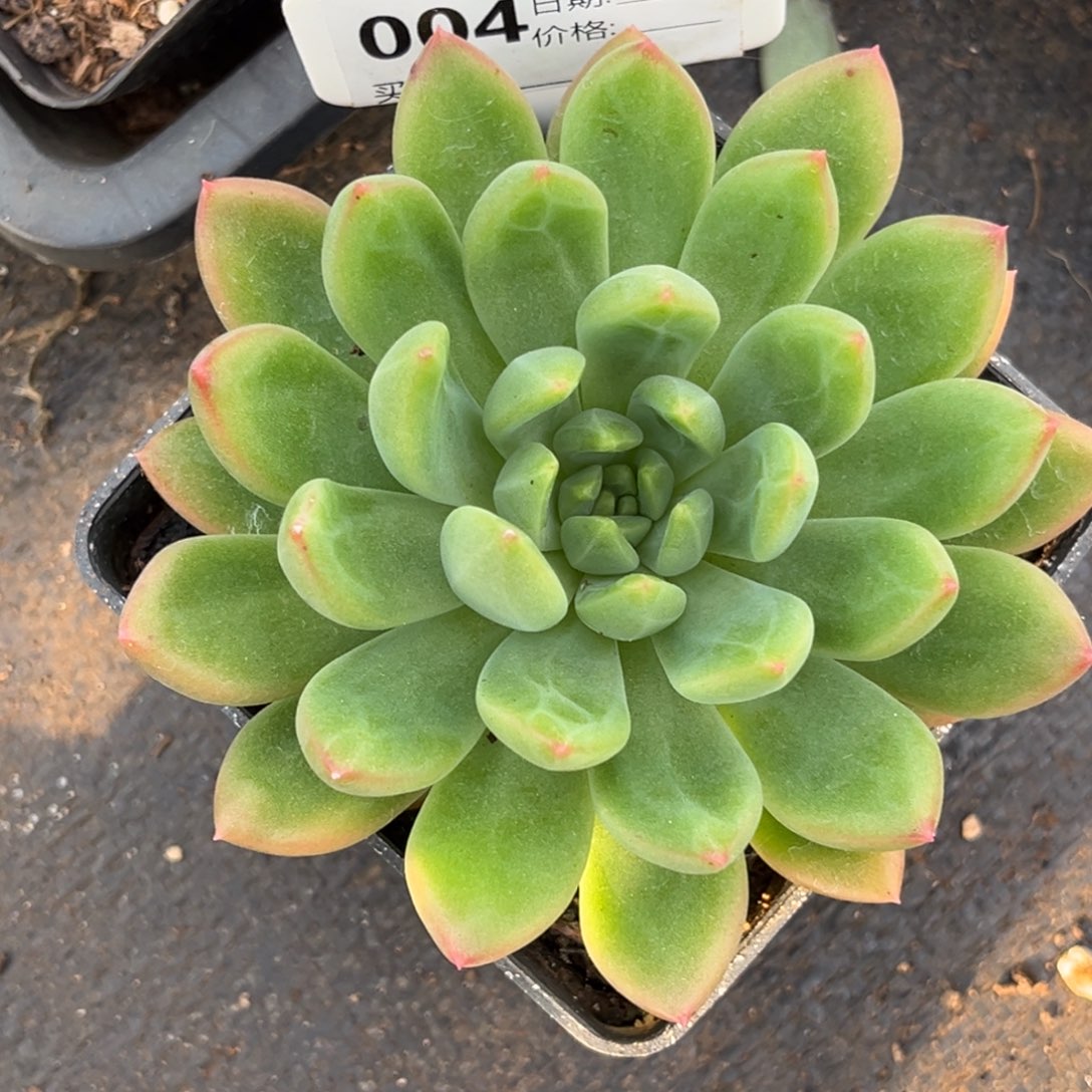 美人系多肉植物单头004
