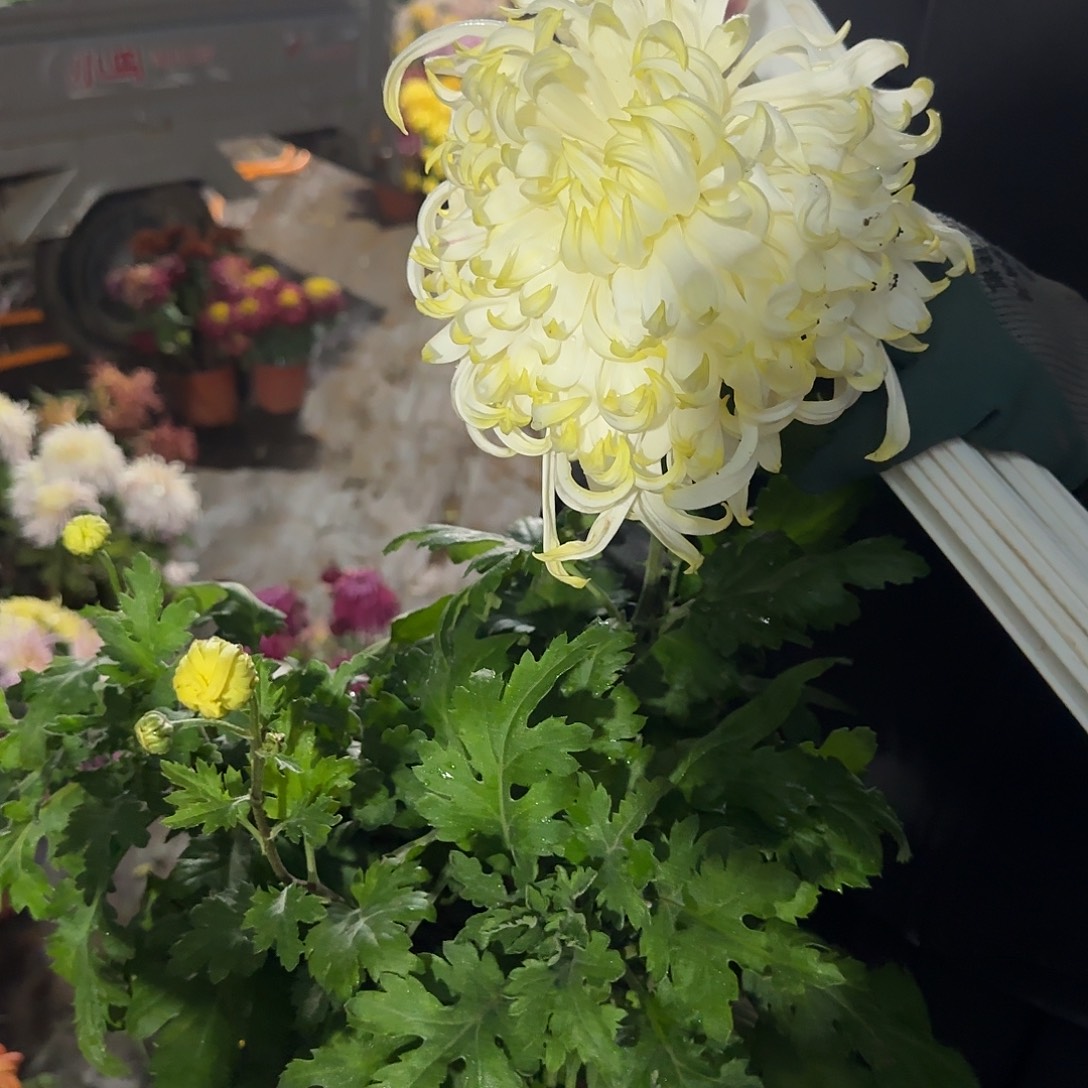 全部花朵嫩竹一颗