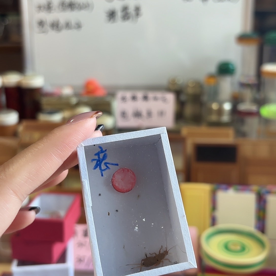 双痣 绿蝈蝈 两条柬埔寨 不包断须尾