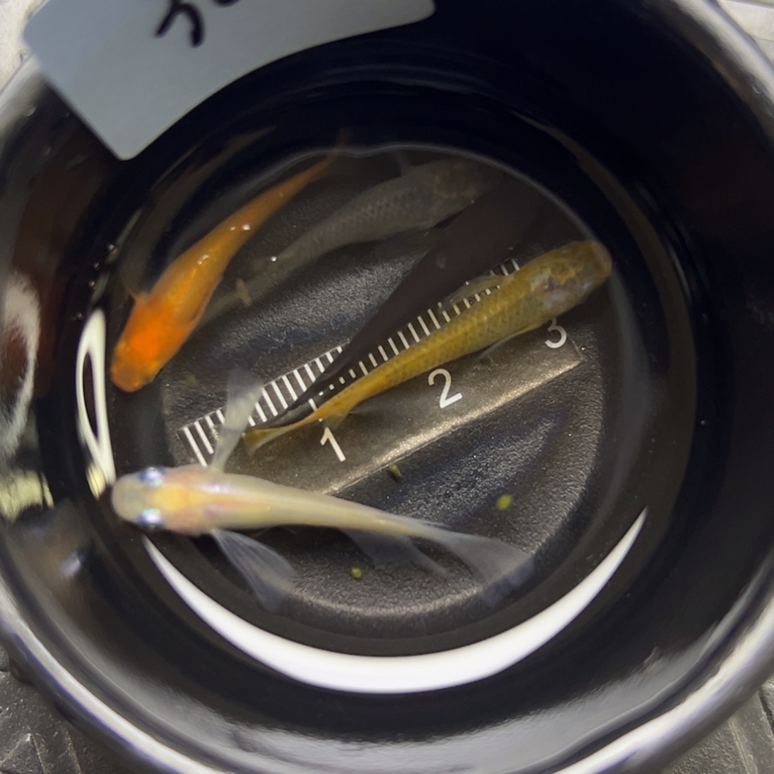 青鳉鱼35。       