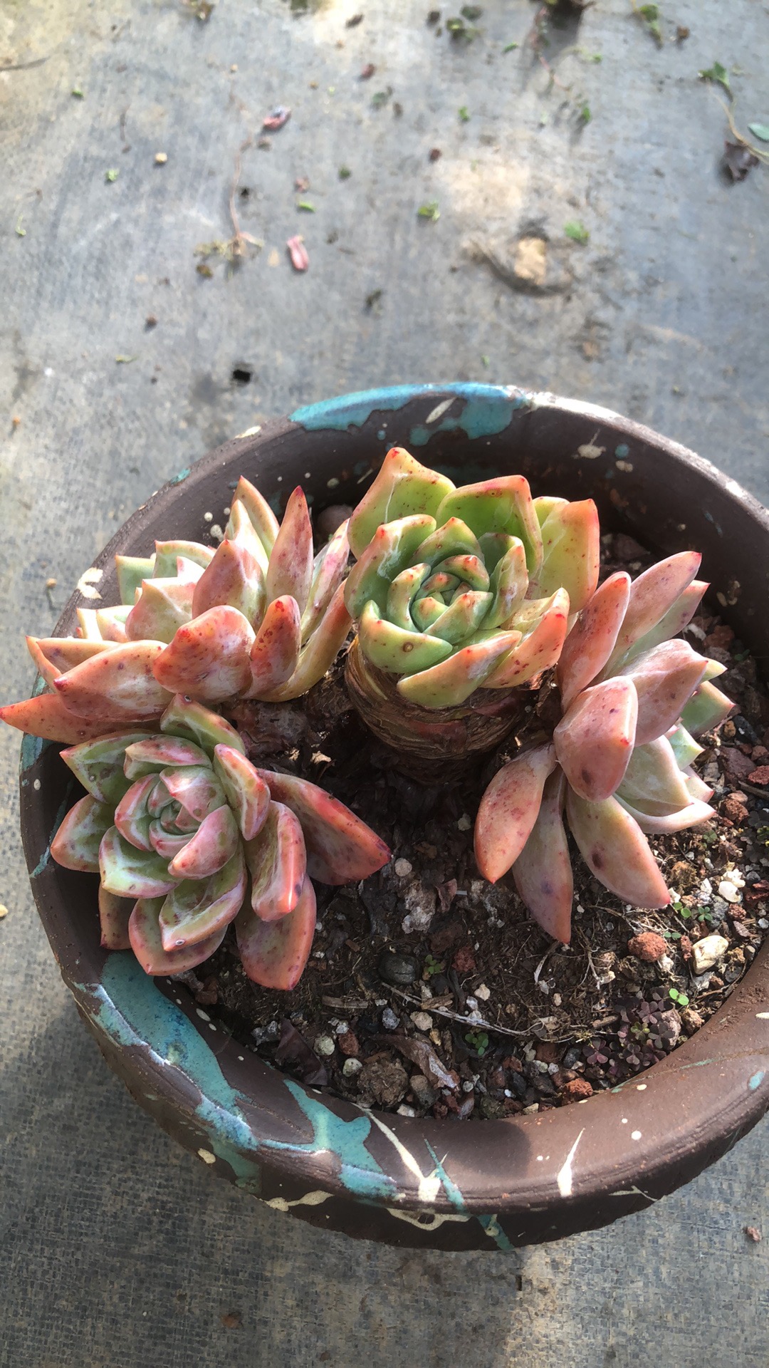 多肉植物香槟粗腿精控 