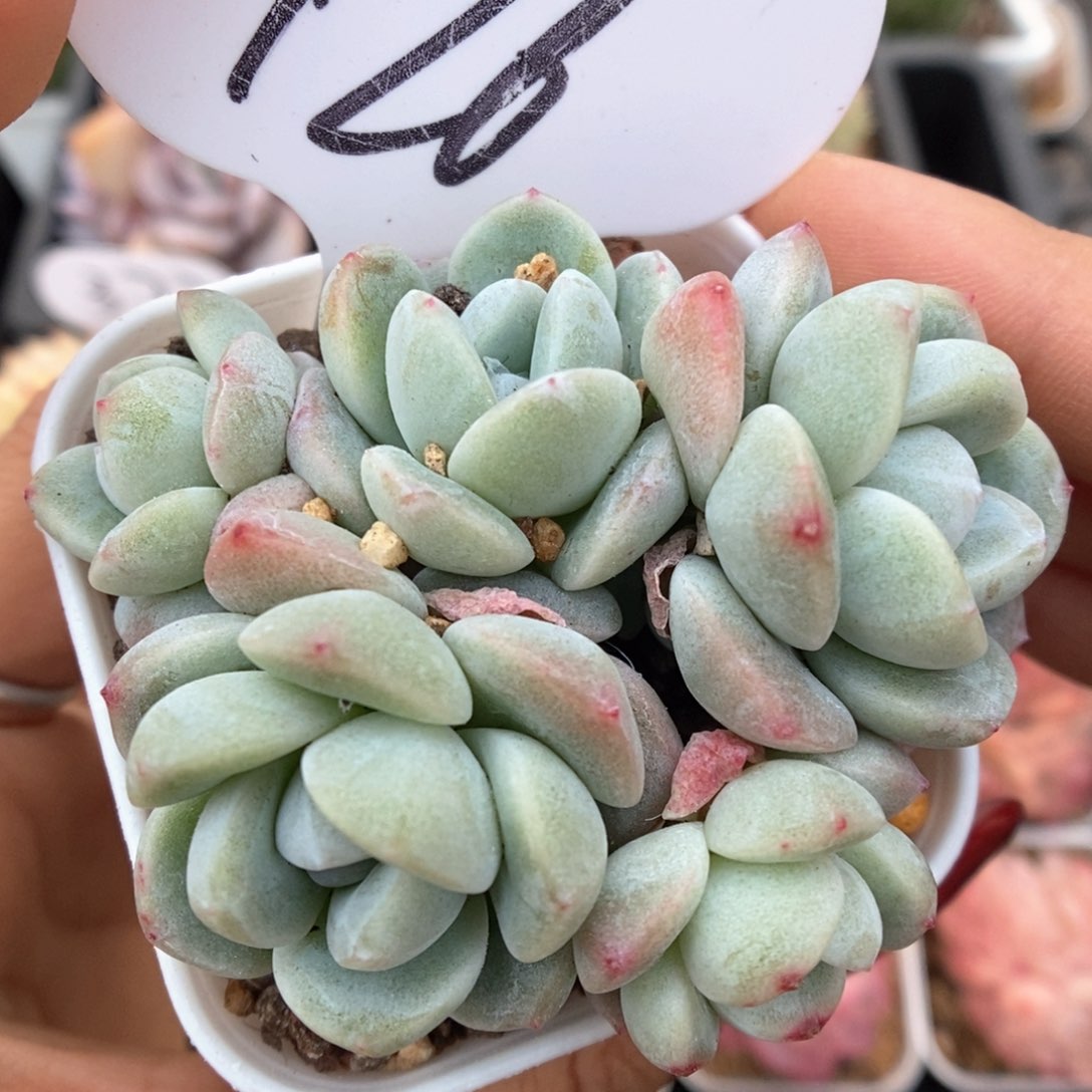 白底冰玉群生可拍926号。