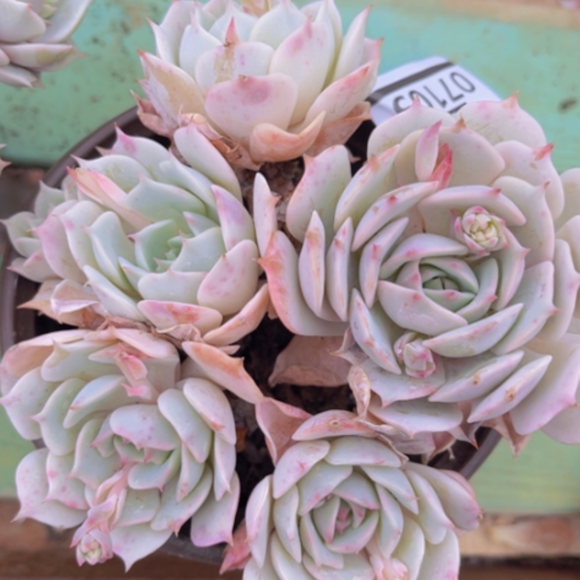 【闪购商品】露娜莲07105