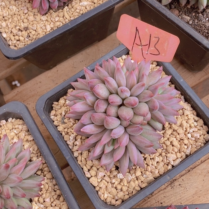 在家闲不住也会玩