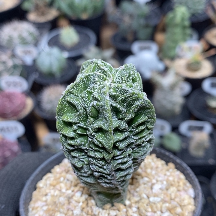 实生核桃鸾凤玉854号3.5cm