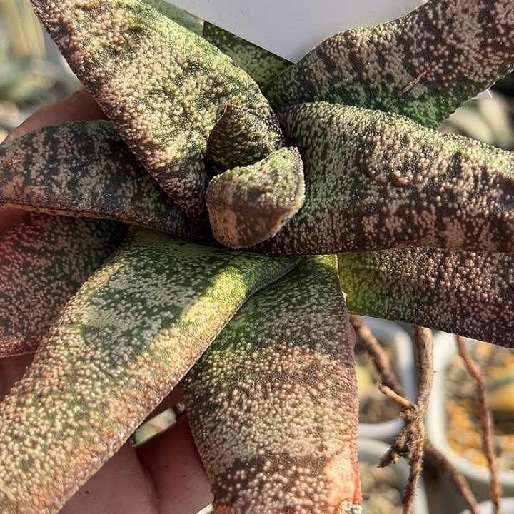 026脱土发货11111111