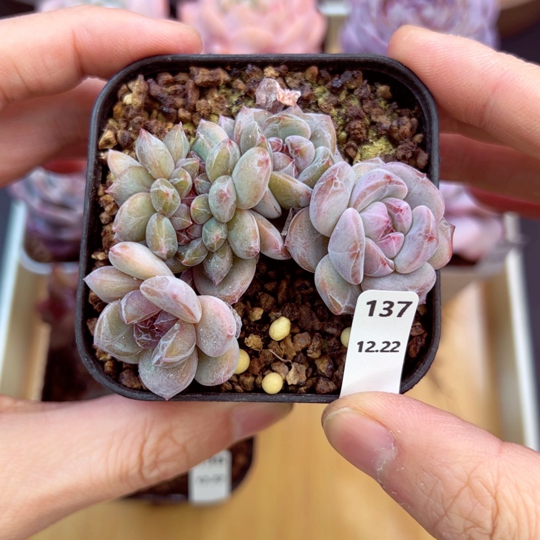 好好看137、哈哈哈哈