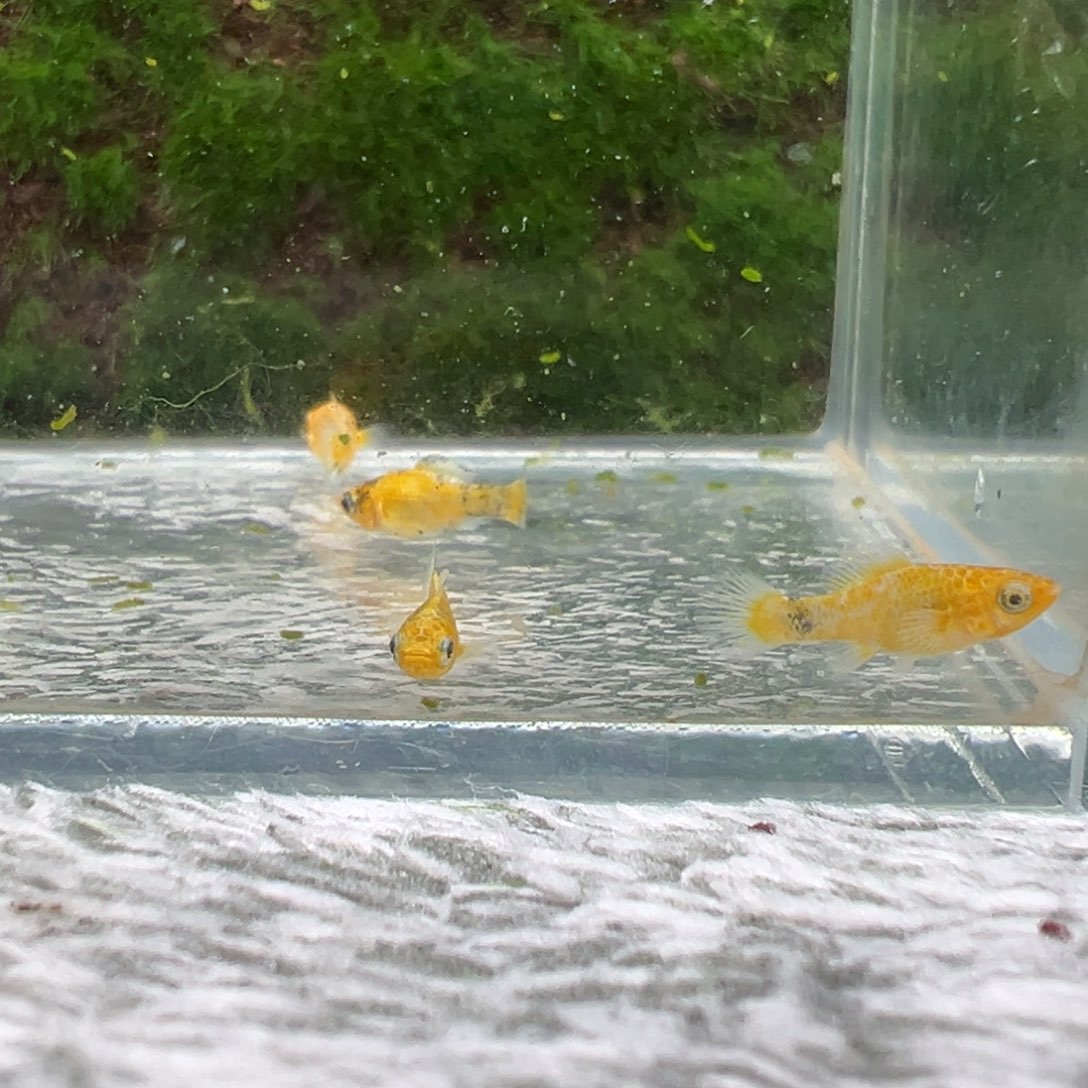 黑玛丽鱼鱼苗4条。 