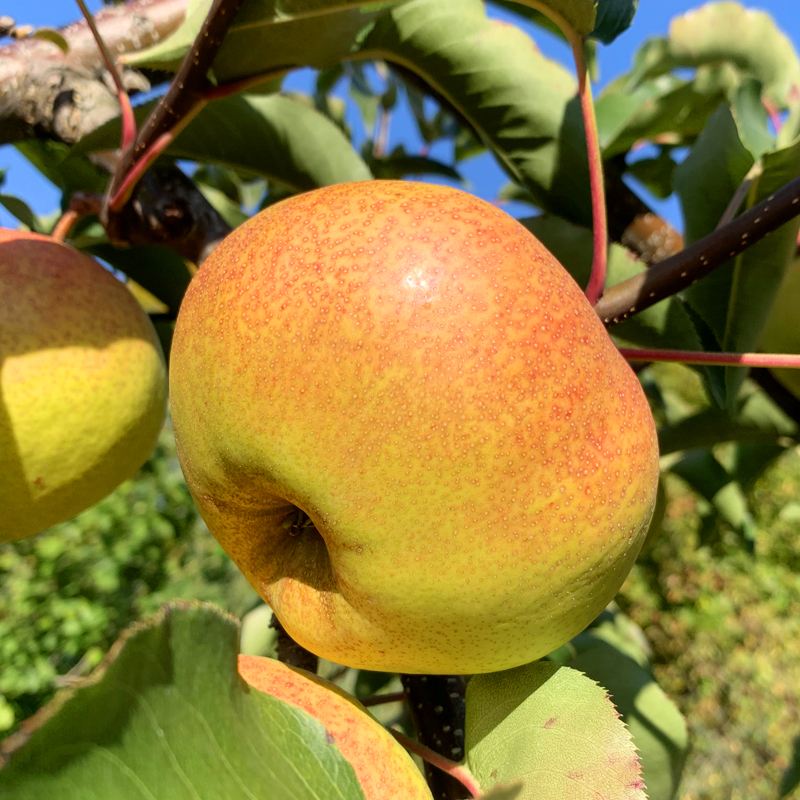 东北吉林特产苹果梨甜脆汁浓果大肉多营养美味顺丰包邮