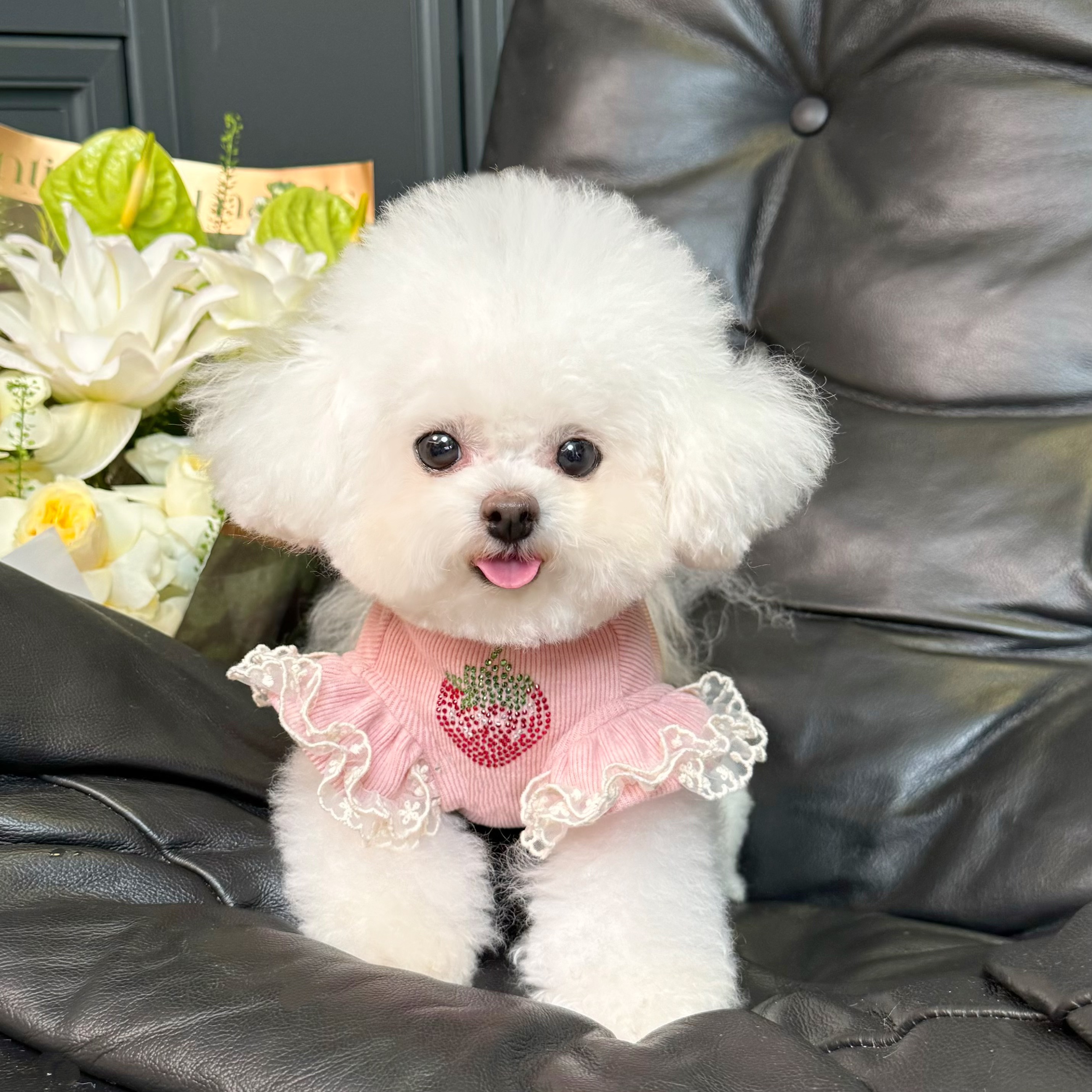 五只小白熊原创宠物衣服秋冬甜美闪钻背心狗狗猫咪高弹力居家衣服