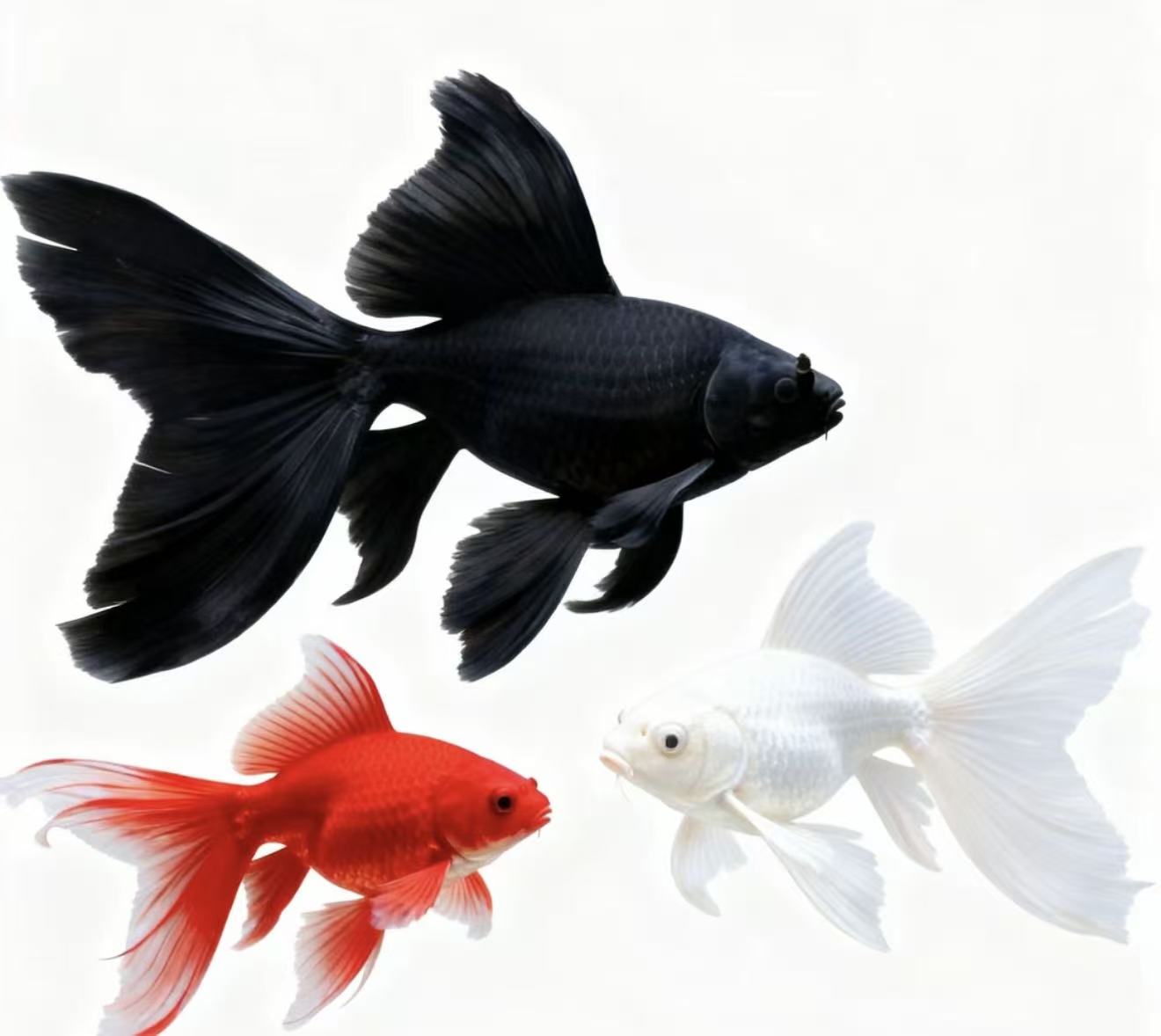 【黑白红三条】三色组合一个颜色各一条蝴蝶鲤顺丰包邮 