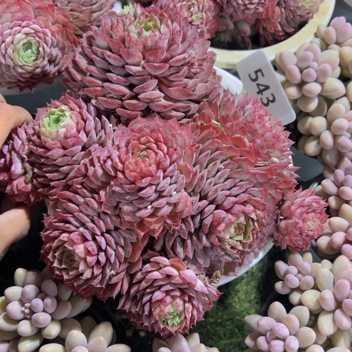 健健康康平平安安多肉