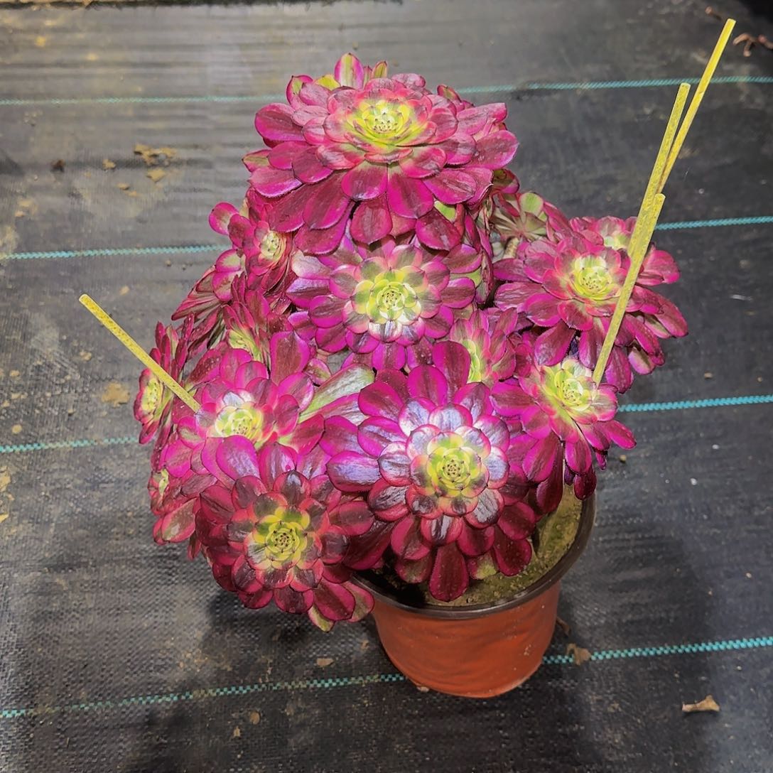 多肉植物美姬老庄