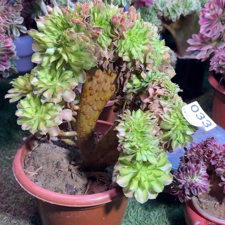 平***生韶华法师锦缀化033