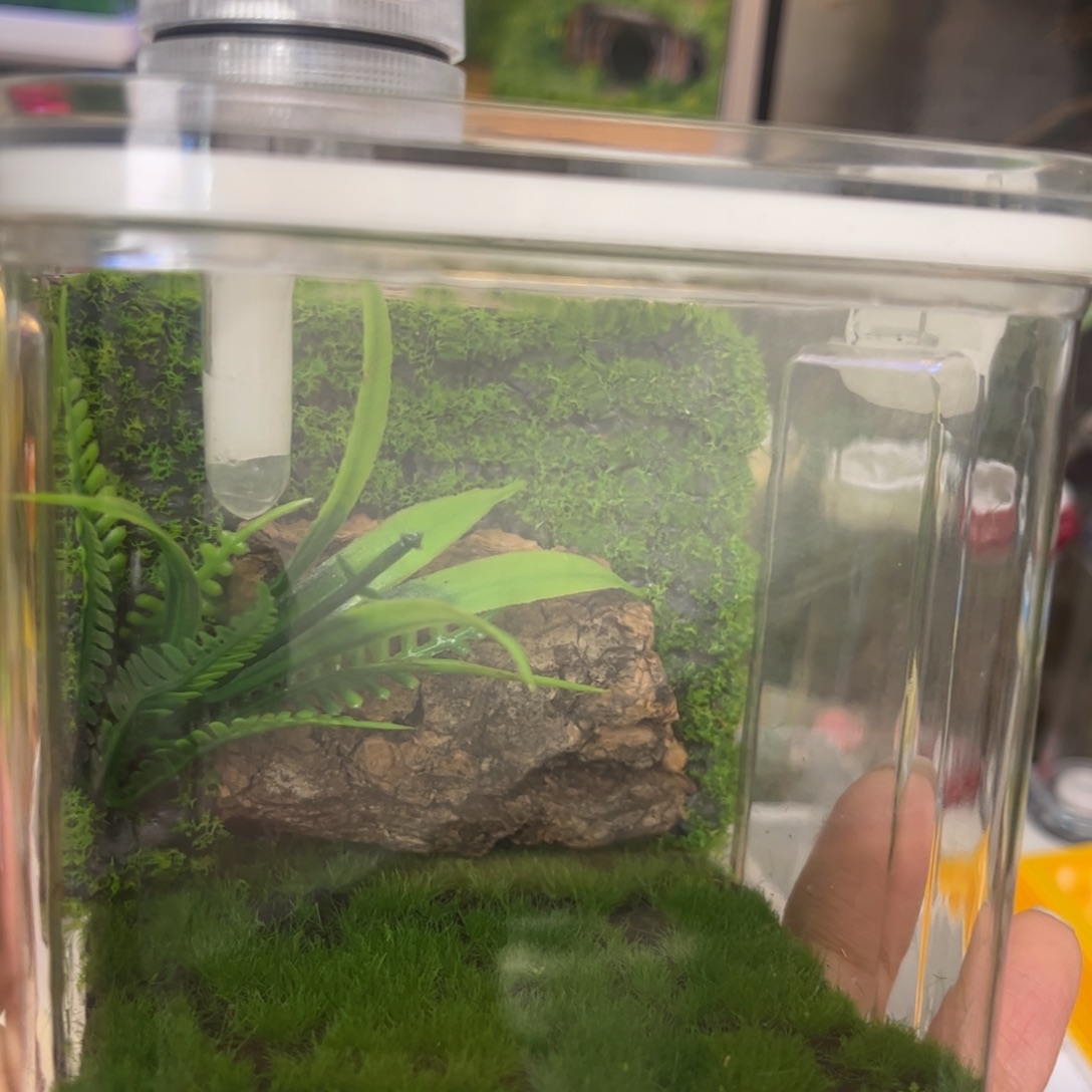 用***4生态箱➕2油葫芦拍拍