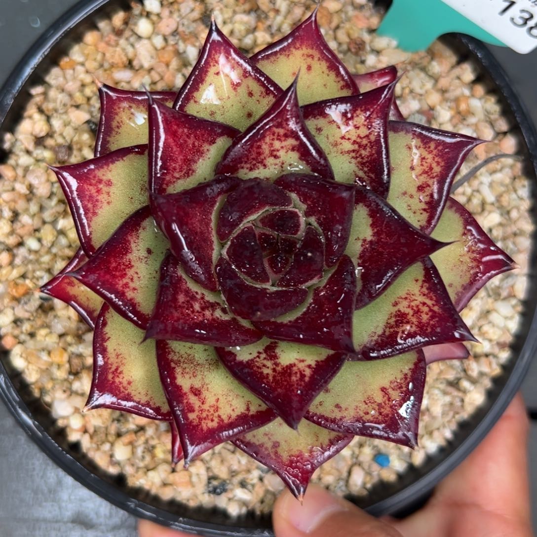 多肉一物一拍0202-138