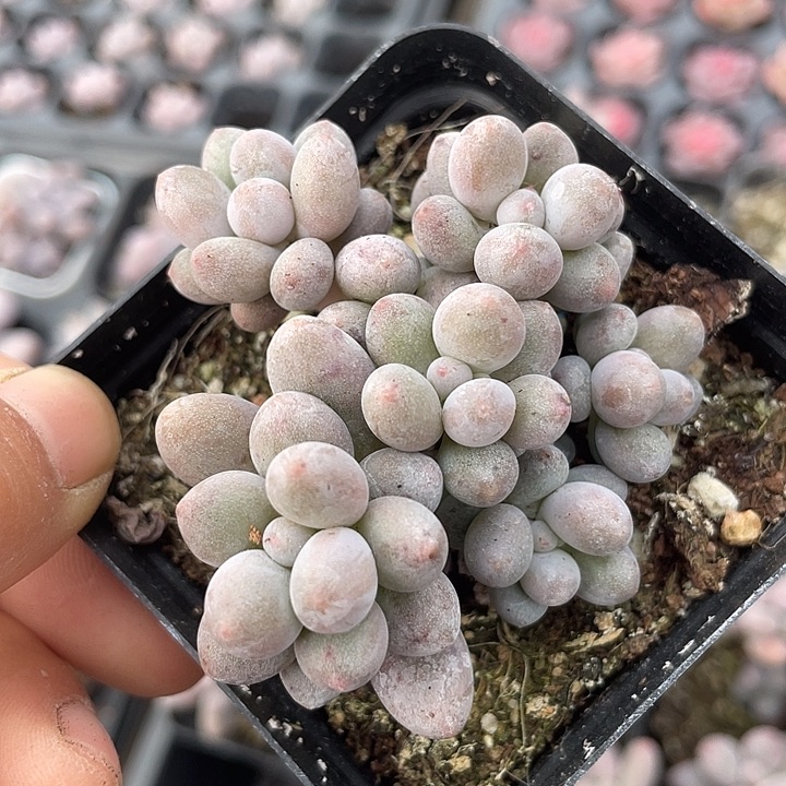 一物一拍满18包邮