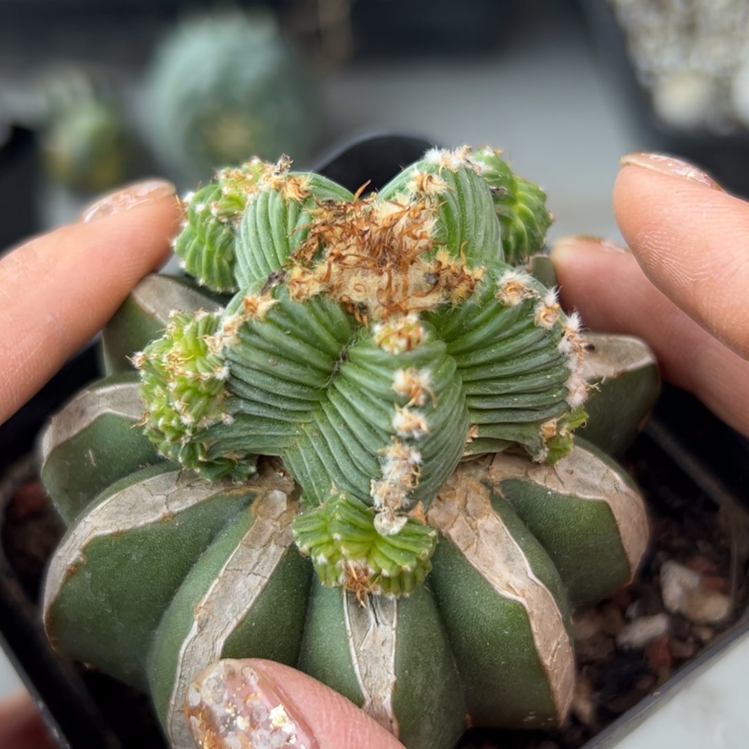 412 苗接落地 无根 仙人球