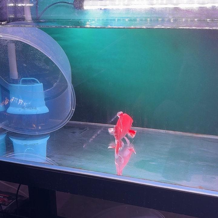 蝴蝶鲤鱼1号红色蝴蝶鲤