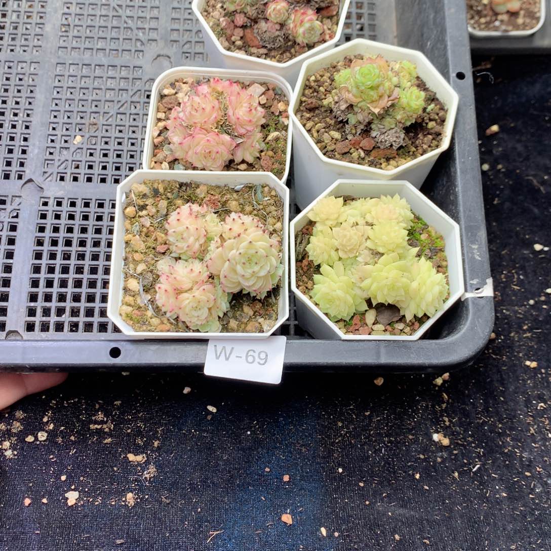 是***！无花朵Ｗ69英语英语