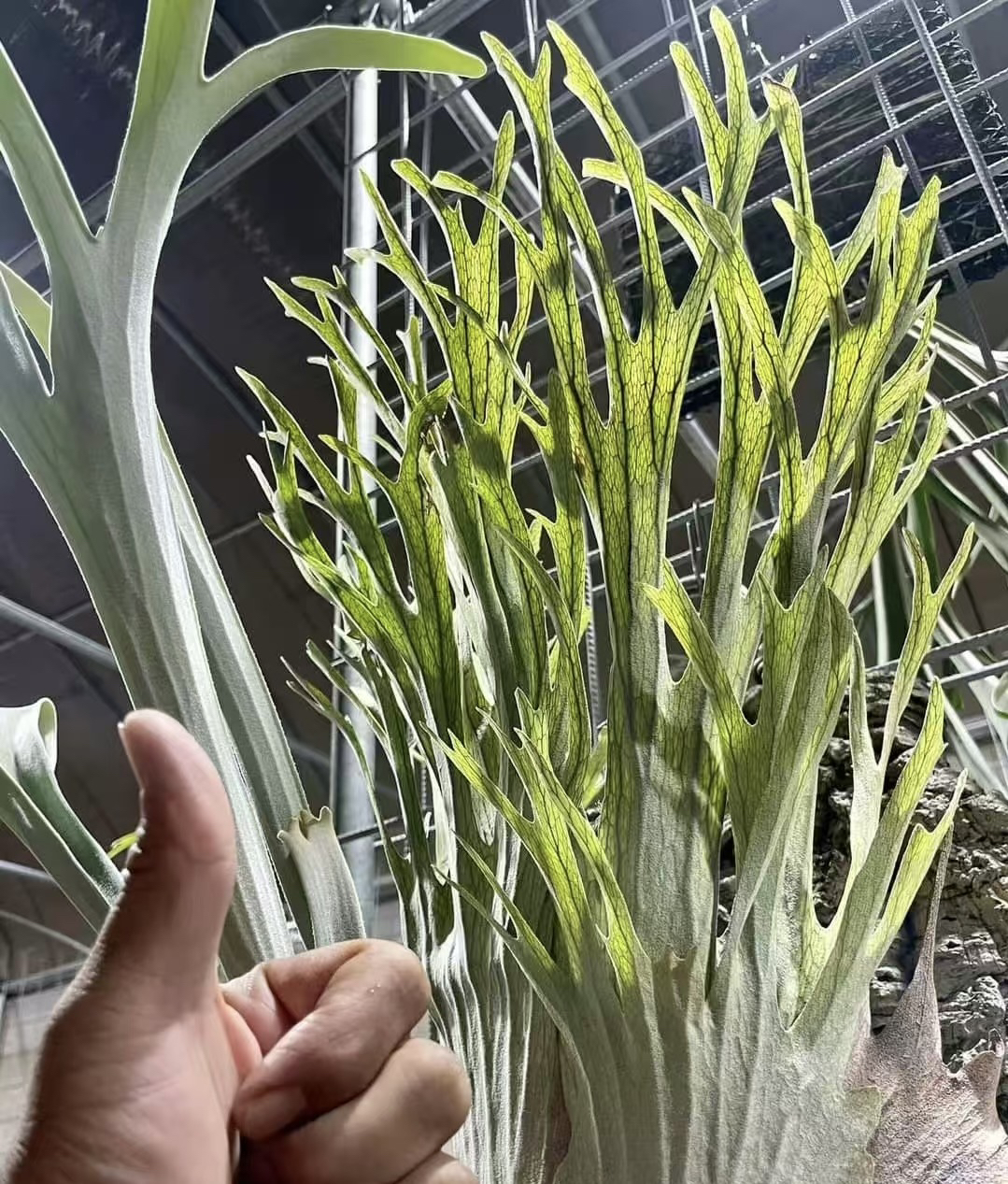 澳银60鹿角蕨孢子苗上板