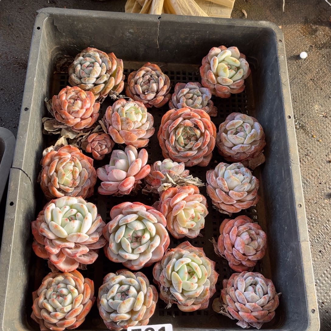 默认有虫   不售后 新疆西藏内蒙古不包邮