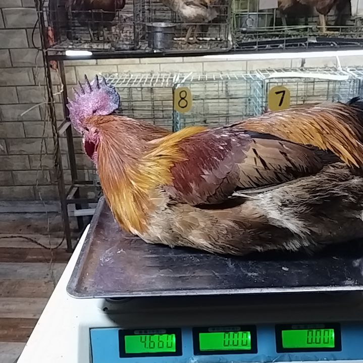 2天中国大陆贵州土鸡