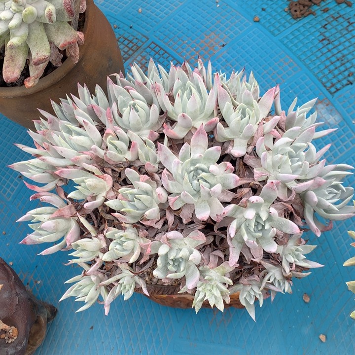 全部花朵雪奴，仙女杯多肉